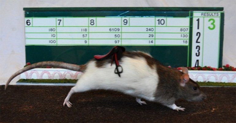 rats race